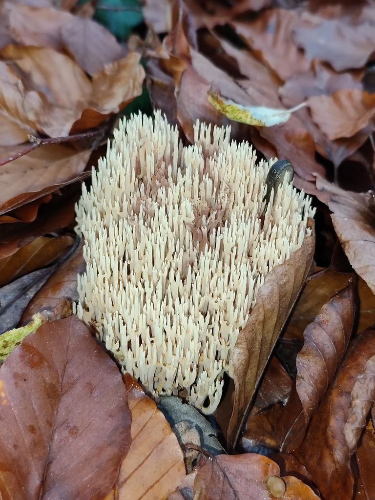 Ramaria stricta · November 2025 · photo: © alok (iNaturalist, cc-by-nc)