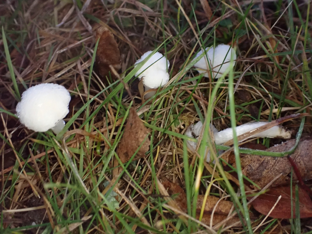 Cuphophyllus virgineus · November 2025 · photo: © johan8153 (iNaturalist, cc-by)