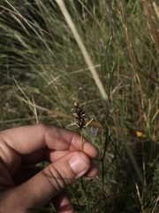 Carex bonariensis