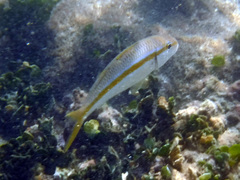 Mulloidichthys dentatus