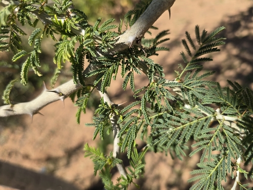 Ana tree