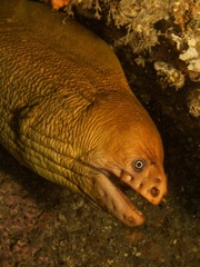 Gymnothorax prasinus