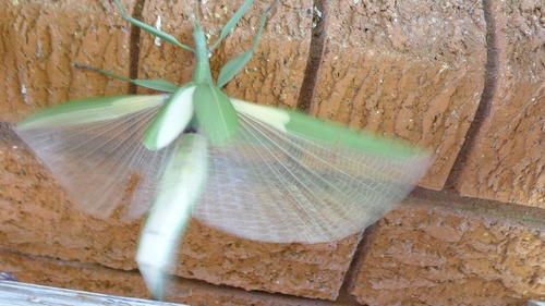 Children’s Stick Insect photo 6