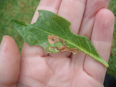 Liriomyza citreifemorata