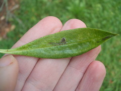 Liriomyza citreifemorata