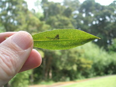 Liriomyza citreifemorata