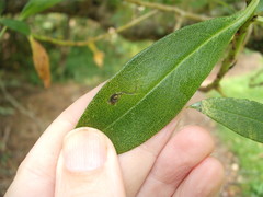 Liriomyza citreifemorata