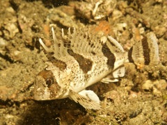 Centropogon australis