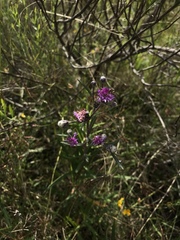 Lessingianthus rubricaulis