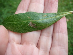 Liriomyza citreifemorata