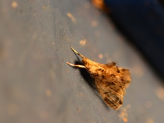 Glaphyriinae
