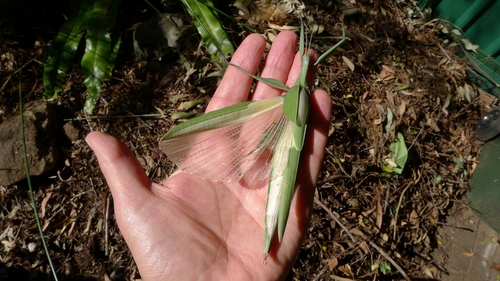 Children’s Stick Insect photo 5