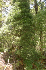 Libocedrus bidwillii