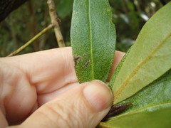 Liriomyza citreifemorata