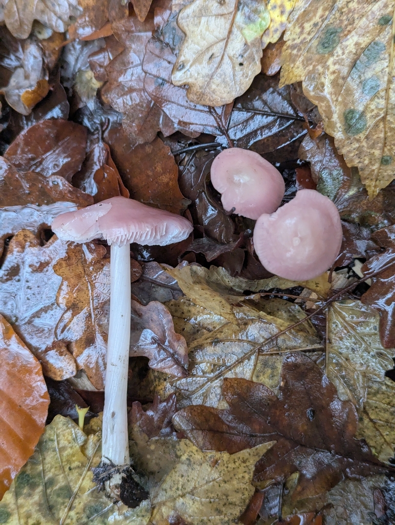 Mycena rosea · November 2025 · photo: © sarahcrowdersplants (iNaturalist, cc0)