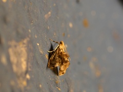 Glaphyriinae