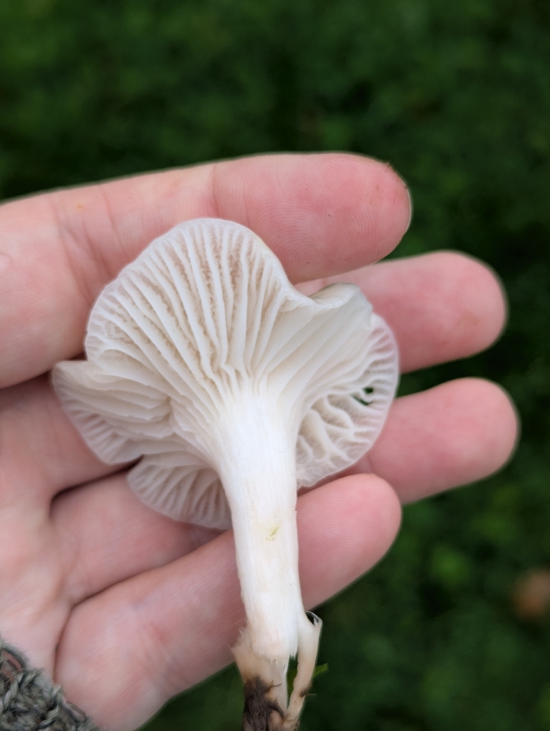 Cuphophyllus virgineus · November 2025 · photo: © sarahcrowdersplants (iNaturalist, cc0)