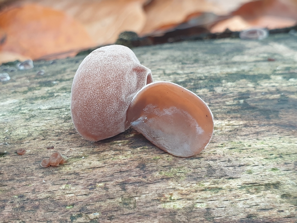 Auricularia auricula-judae · November 2025 · photo: © clementm (iNaturalist, cc-by)