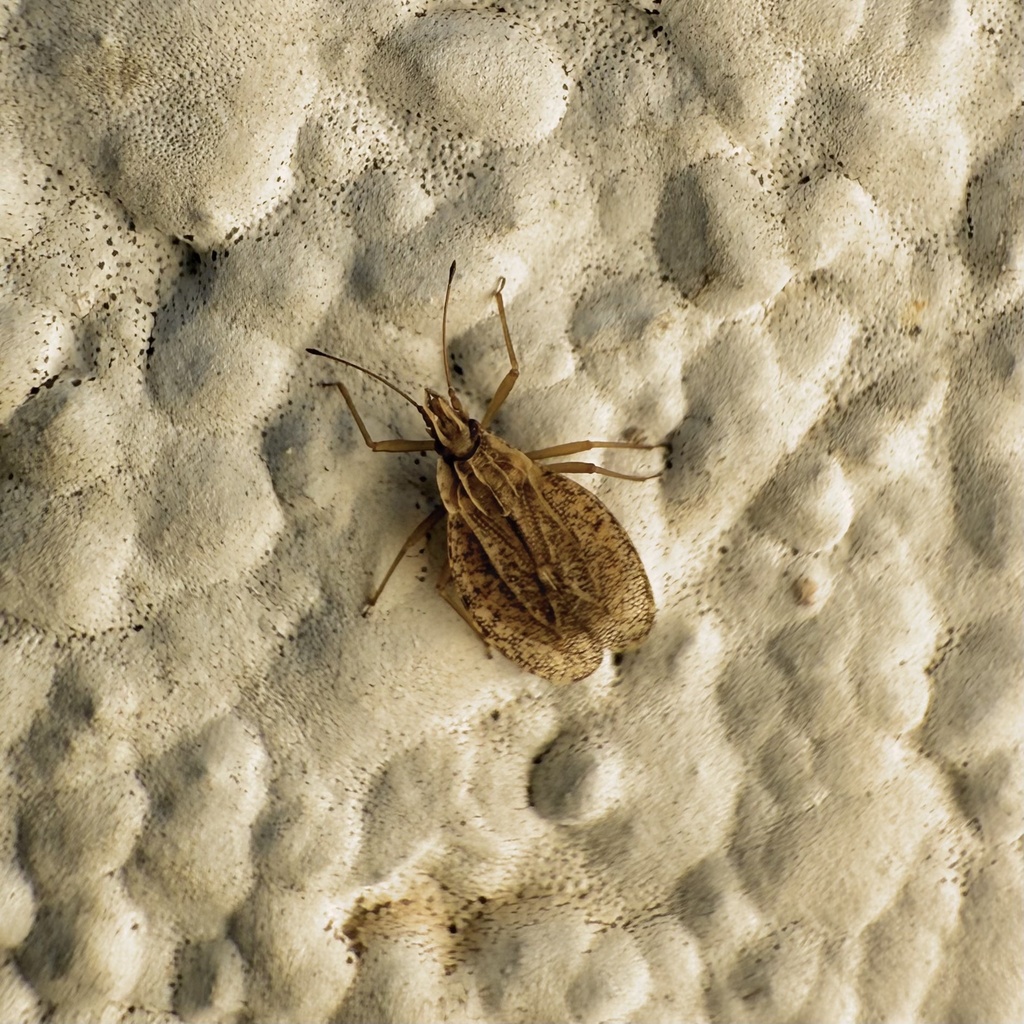 Cantacader quadricornis