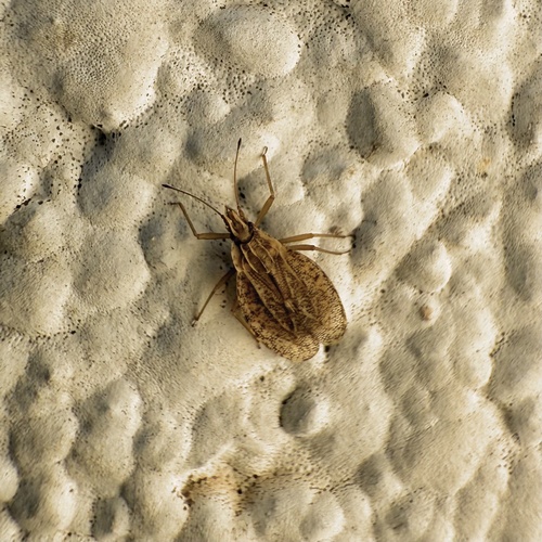Cantacader quadricornis