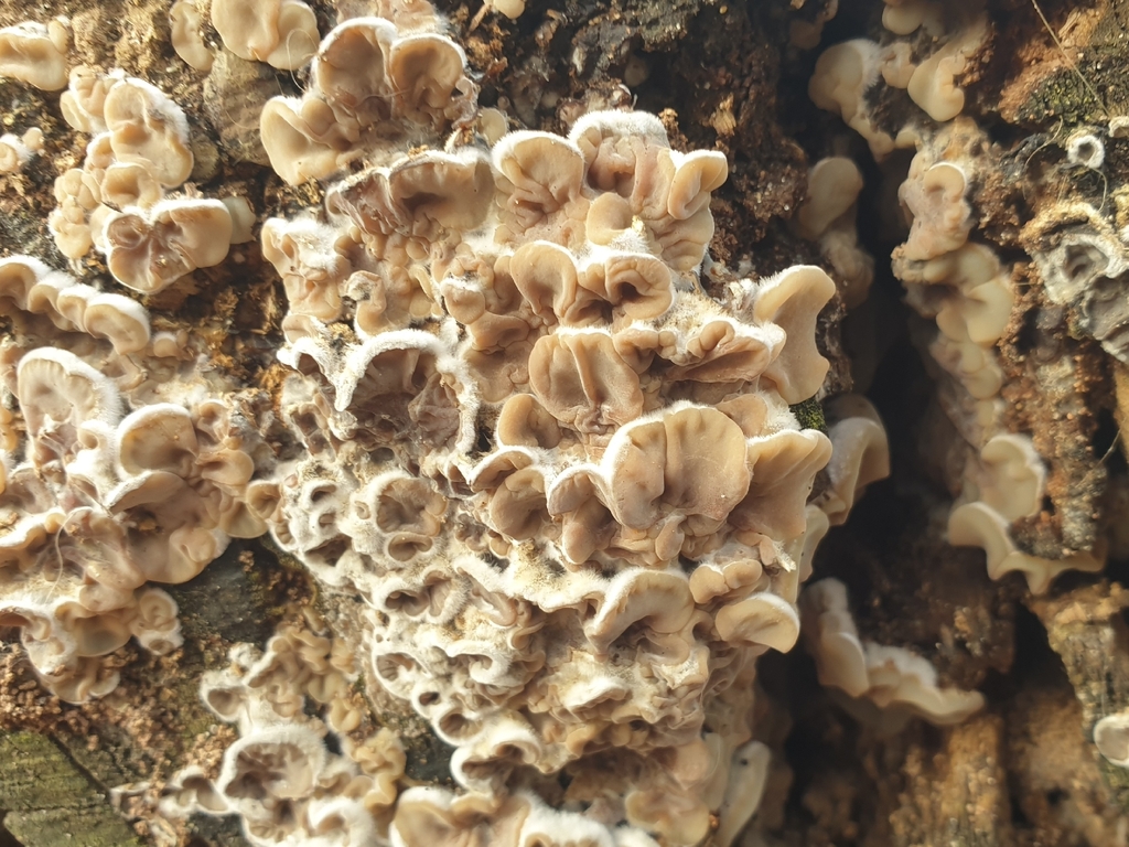 Auricularia mesenterica · November 2025 · photo: © clementm (iNaturalist, cc-by)