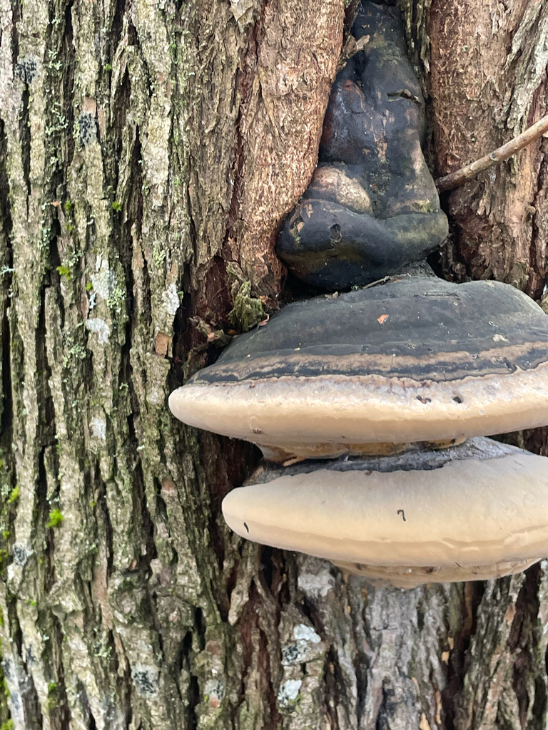 Phellinus igniarius · November 2025 · photo: © edonardo (iNaturalist, cc-by)