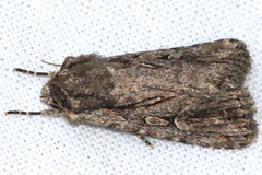 Dichagyris signifera