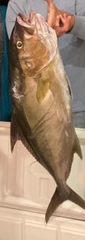 Seriola peruana
