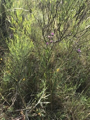 Lessingianthus rubricaulis
