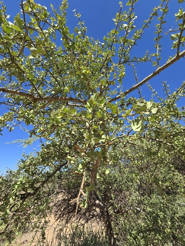 simple-thorned greenthorn