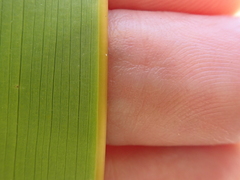 Watsonia vanderspuyae