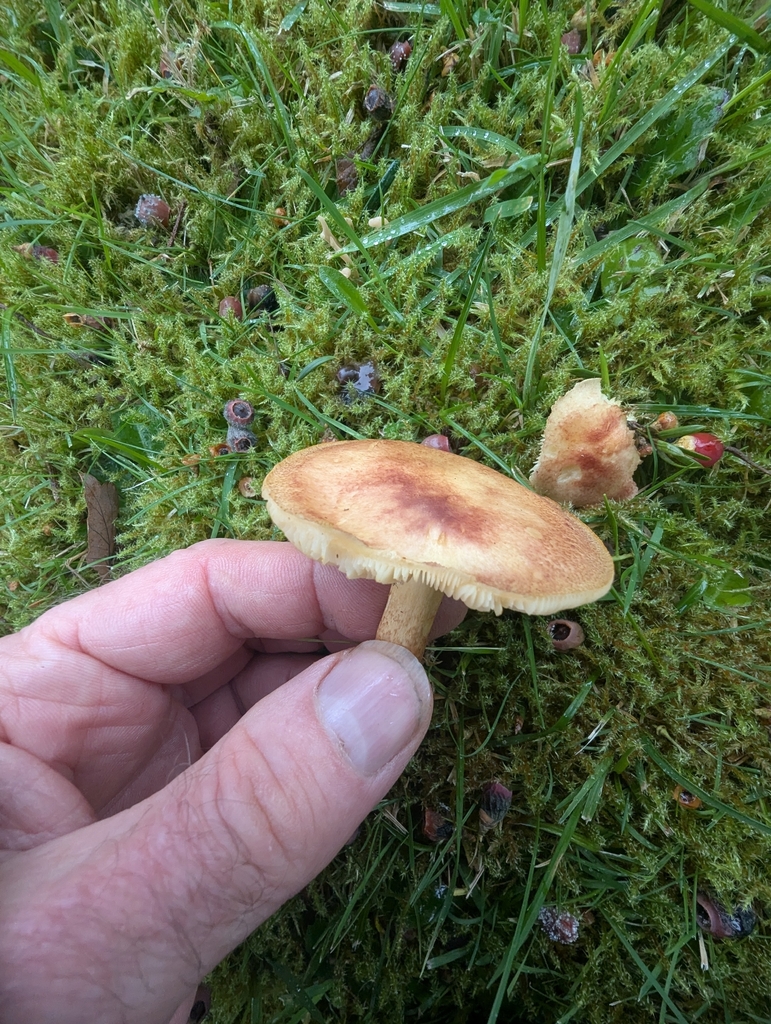 Tricholomopsis rutilans · November 2025 · photo: © ohwhen (iNaturalist, cc-by)