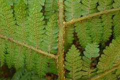 Cyathea colensoi