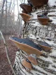 Phellinus cinereus