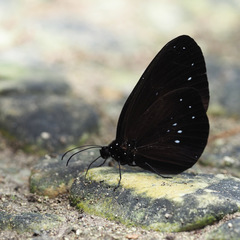Euploea wallacei
