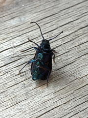 Phaolus metallicus