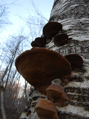 Phellinus cinereus