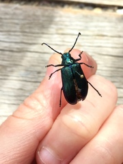 Phaolus metallicus