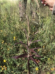 Pterocaulon
