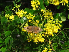 Junonia neildi varia