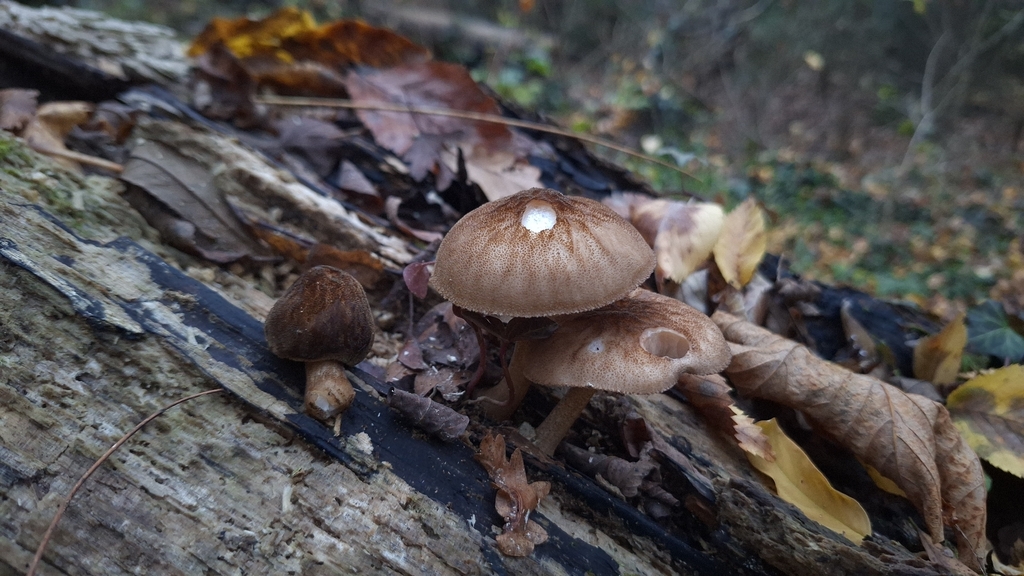 Pluteus umbrosus