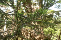 Halocarpus biformis