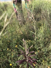 Pterocaulon
