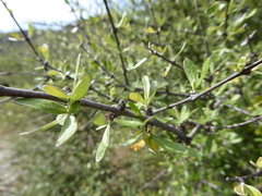 Olearia odorata