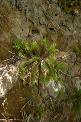 Dendroligotrichum tongariroense