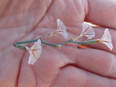 Limonium longifolium