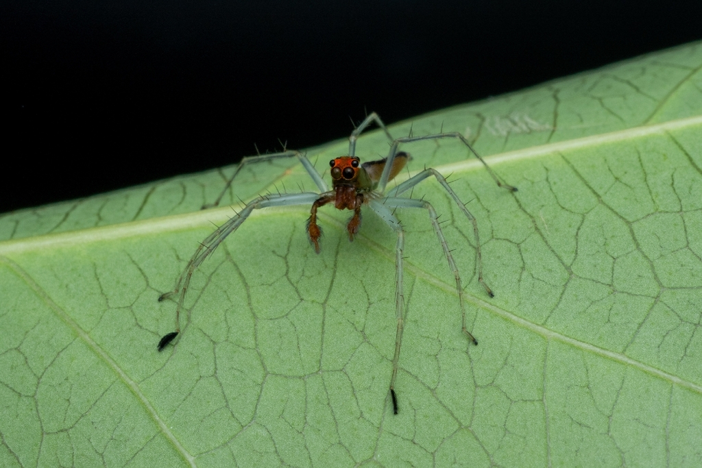 Lyssomanes yacui