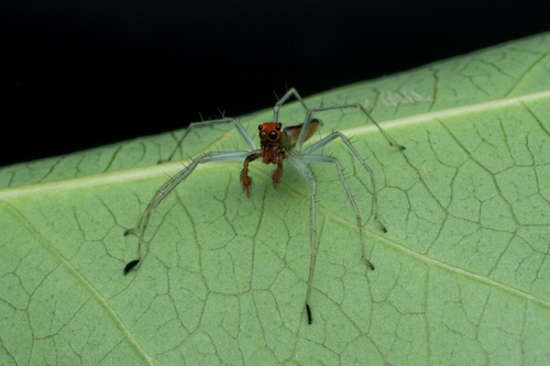 Lyssomanes yacui