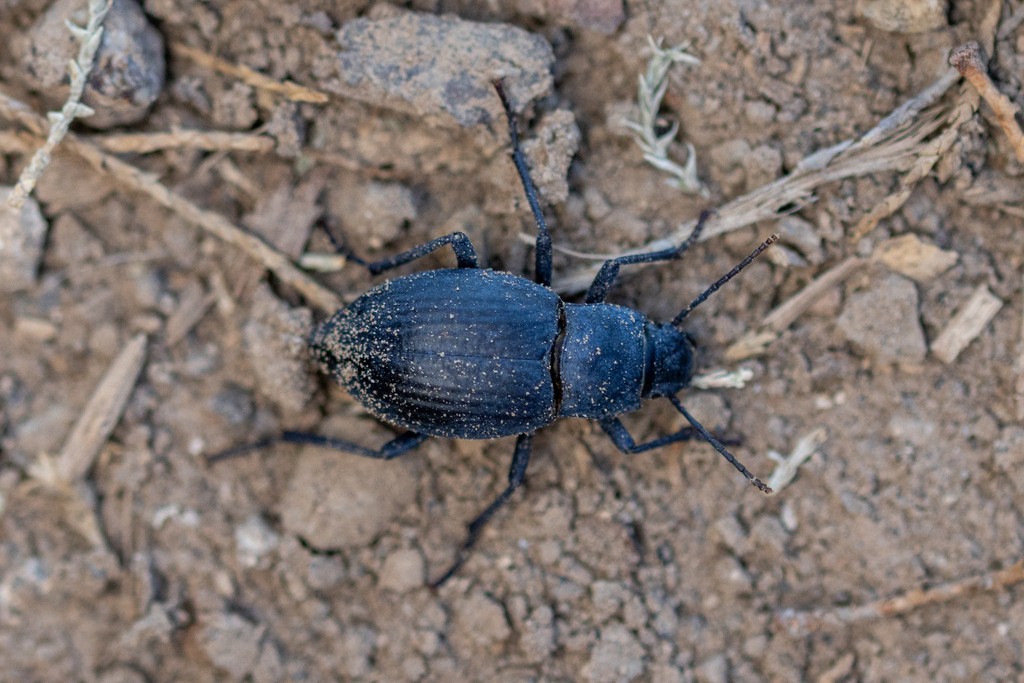 Hegeter amaroides