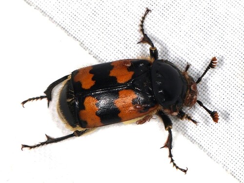 Vespillo Burying Beetle, Ede, Nederland, photo 9 of 10